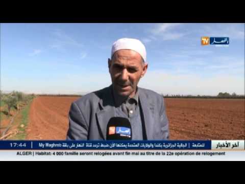 شاهد ارتفاع في أسعار البطاطا داخل ولاية معسكر