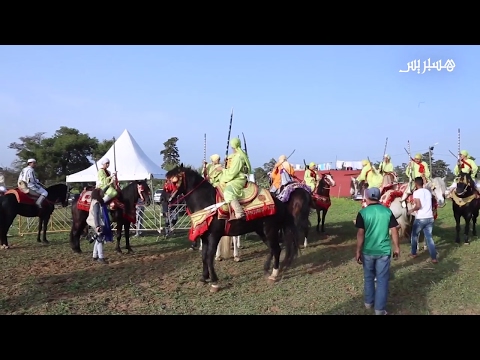 شاهد مهرجان التبوريدة لفروسية النساء المغربيات