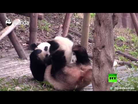 لحظات جميلة لعائلة باندا من تشنغدو الصينية