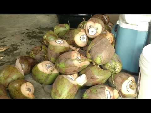 شاهد شراب جوز الهند عودة إلى الطبيعة