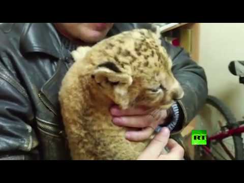 الجمارك الأوكرانية تمنع تهريب شبل في سيارة