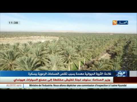 الثروة الحيوانية مهدّدة بسبب تقلّص المساحات الرعوية في بسكرة