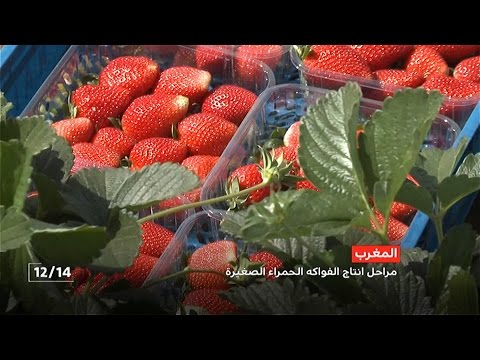 شاهد قطاع إنتاج الفواكه والخضر المغربية