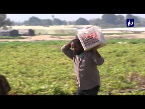 الباكستانيون يعيشون في الأغوار الأردنيَّة