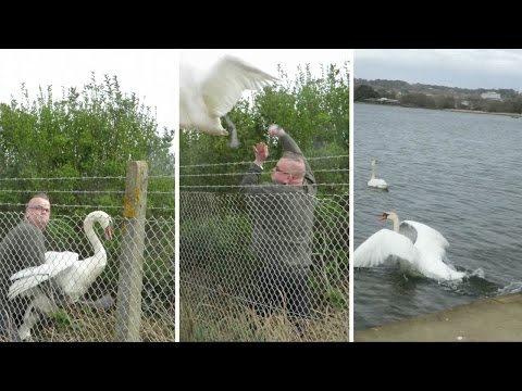 رجل يعرض حياته للخطر لإنقاذ بجعة ضالة