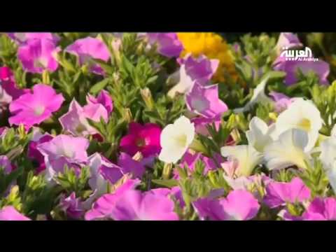 مبايعة الملك سلمان بأكبر باقة ورد في ينبع