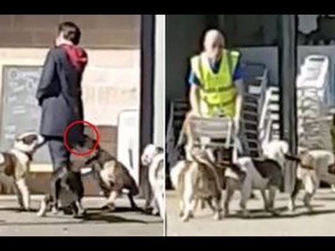 حالة رعب بين متسوقين بعد هجوم كلاب بيد بول عليهم