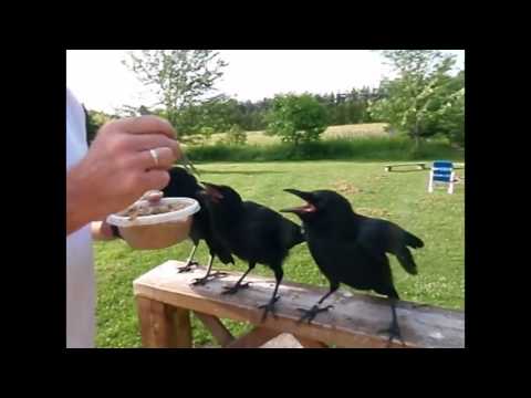 شاهد رجل ينقذ مجموعة من الغربان ويطعمهم كأبنائه