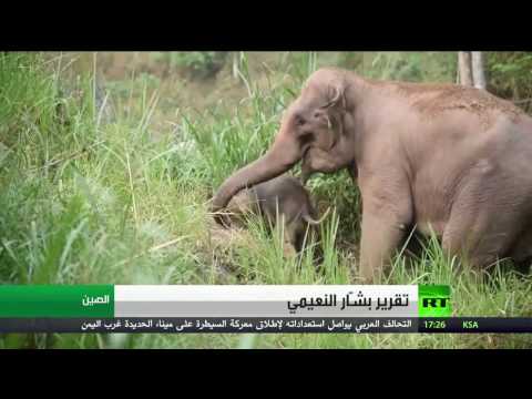 بالفيديو ولادة فريدة من نوعها لأنثى الفيل في الصين