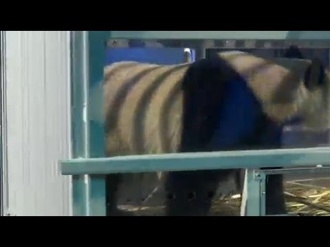 شاهد دبان من فصيلة الباندا يصلان إلى هولندا