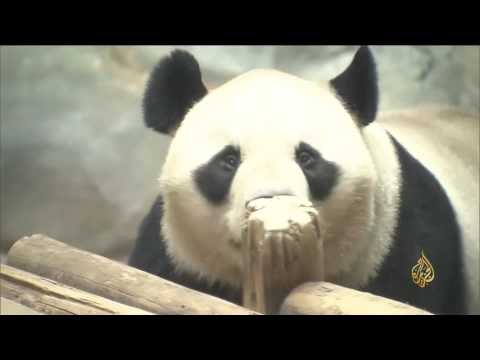 الباندا استثمار صيني يدر ملايين الدولارات