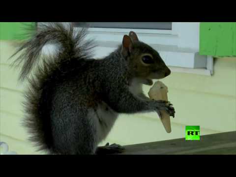 شاهد عائلة أميركية تتبنى سنجابًا يحب أيس كريم