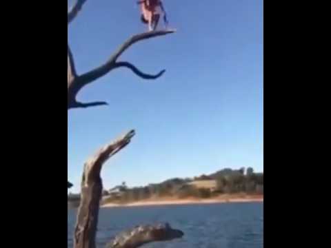 شاهد سقوط مروع لشاب من أعلى شجرة