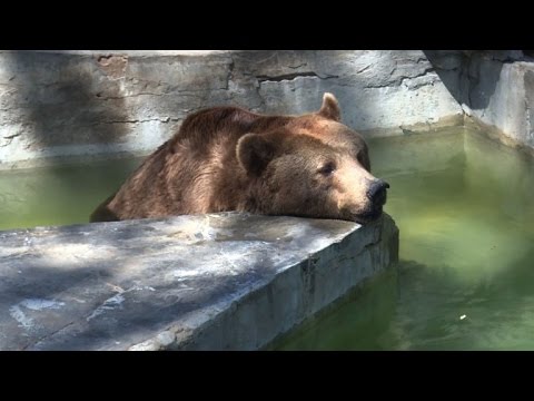 إعادة افتتاح حديقة بلفيدير للحيوانات في تونس