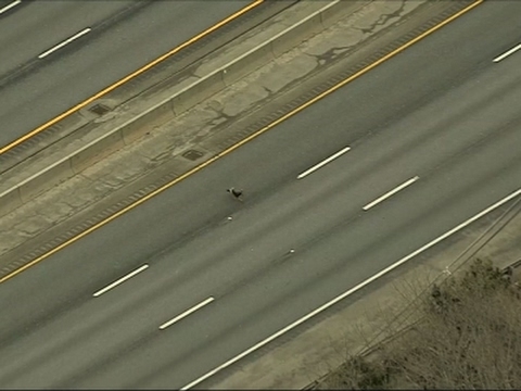 شاهد ديك رومي ضخم يعبر الطريق السريع في ساعة الذروة