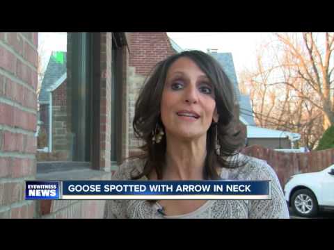 أوزة تتجول في الشوارع بسهم يخترق عنقها لمدة شهر