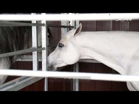 شاهد آراء حول المعرض الدولي للزراعة في الرباط