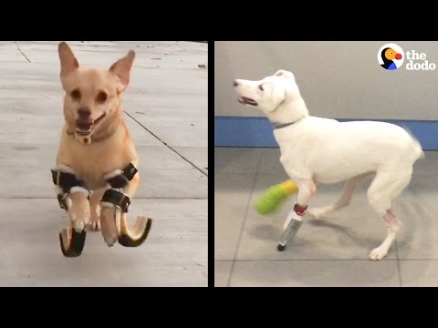 رد فعل كلاب استخدمت أطراف صناعية