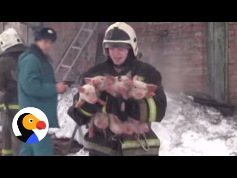 رجال إطفاء غامروا بحياتهم من أجل الحيوانات