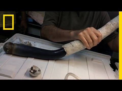 العثور على دودة غامضة في طول ذراع الإنسان