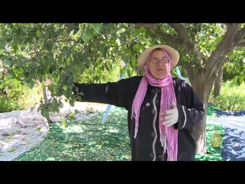 شاهد موسم جني أزهار النارنج في تونس