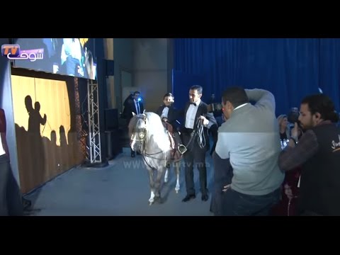 موقف طريف لطفل مغربي على أصغر حصان