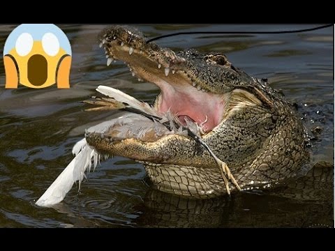 تمساح يفاجئ فتاة خلال محاولتها إنقاذ طائر سقط في بحيرة