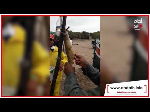 تعرف على ما هو  السمك الفياغرا