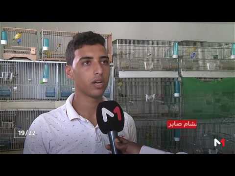 شاهد مجهودات هواة تربية طائر الحسون في مواجهة خطر الانقراض