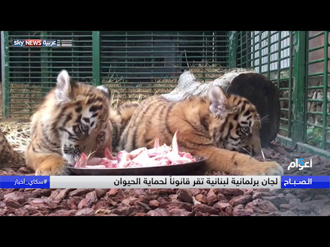 بالفيديو جمعية لبنانية للرفق بالحيوان تحمي أشبال النمور من التهريب