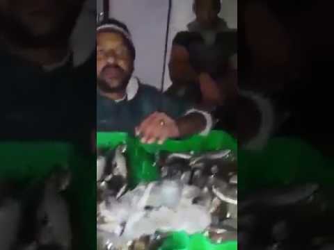 شاهد ضبط كمية كبيرة من الأسماك تحتوي على الديدان