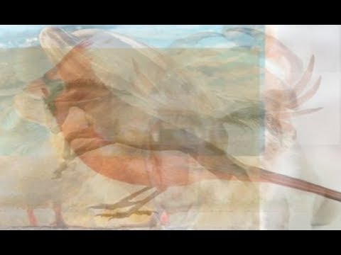 شاهد الحيوان الأول الذي تراه ويكشف عن شخصيتك