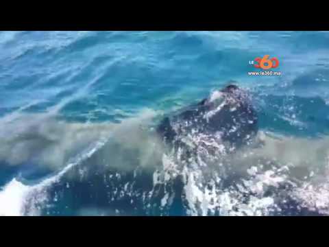 شاهد سمكة قرش ضخمة تقترب من شواطئ الفنيدق