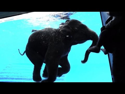 شاهد حمام سباحة للأفيال في حديقة الحيوان في تايلاند