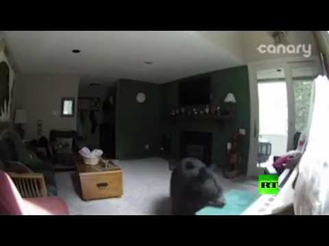 شاهد دب معجزة يعزف البيانو ببراعة