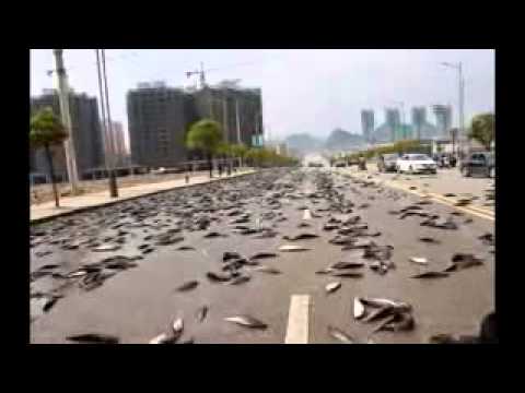 شاهد حقيقة إمطار السماء أسماكًا في تايلاند