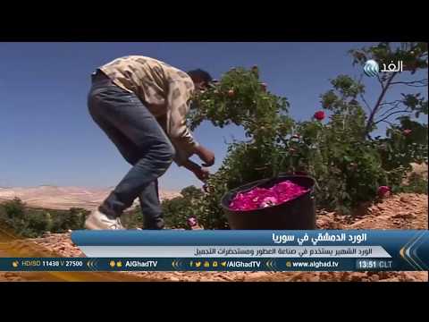 شاهد  المزارعون السوريون يزرعون الورد الدمشقي