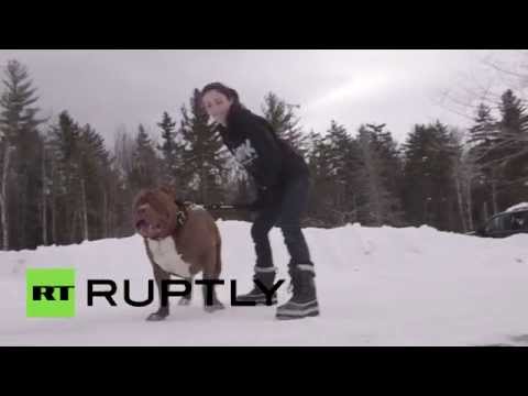 أكبر  كلب بيتبول في العالم