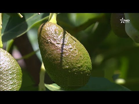 شاهد  الأفوكادو وفوائدها الصحية