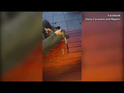 شاهد ثعبان يتناول أغرب شيء يمكن مشاهدته