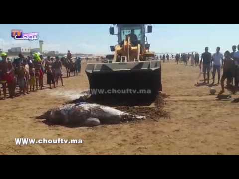 شاهد حوت ضخم على شاطئ عين الذياب في كازا