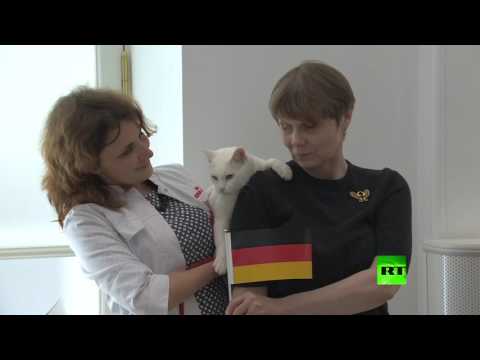 القط أخيل يتوقع الفائز في المباراة النهائية لكأس القارات