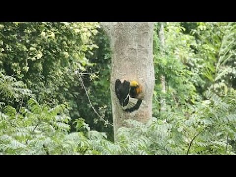 شاهد ظهور نادر لطائر أبو قرن