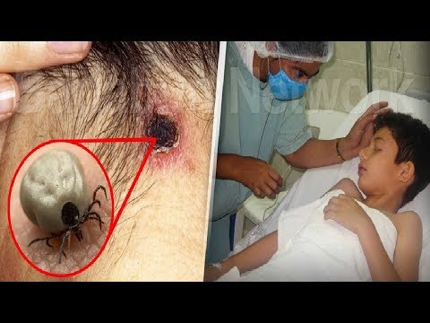 شاهد أسباب عدم النوم مع الحيوان الأليف