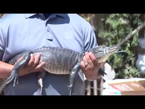 العثور على عشرات الزواحف القاتلة داخل منزل في كاليفورنيا