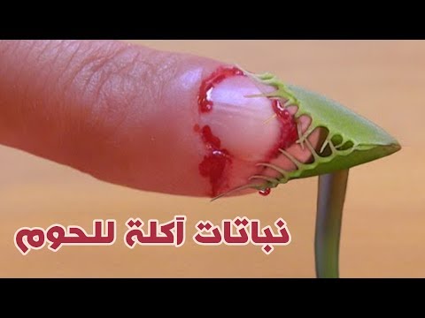 شاهد ١٠ نباتات آكلة للحوم