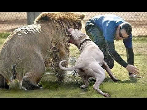 شاهد 10 سلالات كلاب ستغامر بحياتها من أجلك