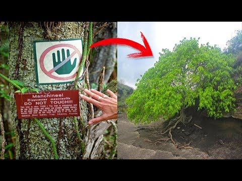 شاهد الشجرة يمكنها قتلك عند إقترابك منها