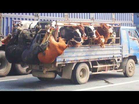 شاهد الفرق ما بين نقل البقرة الحديثة بالتكنولوجيا والات نقل بدائية