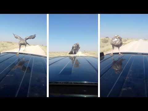 شاهد صقر يحصل على توصيلة مجانية في مشهد طريف